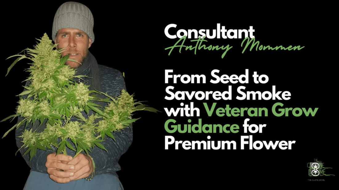 cannabis consulting services