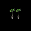 Bulk Buy Clones