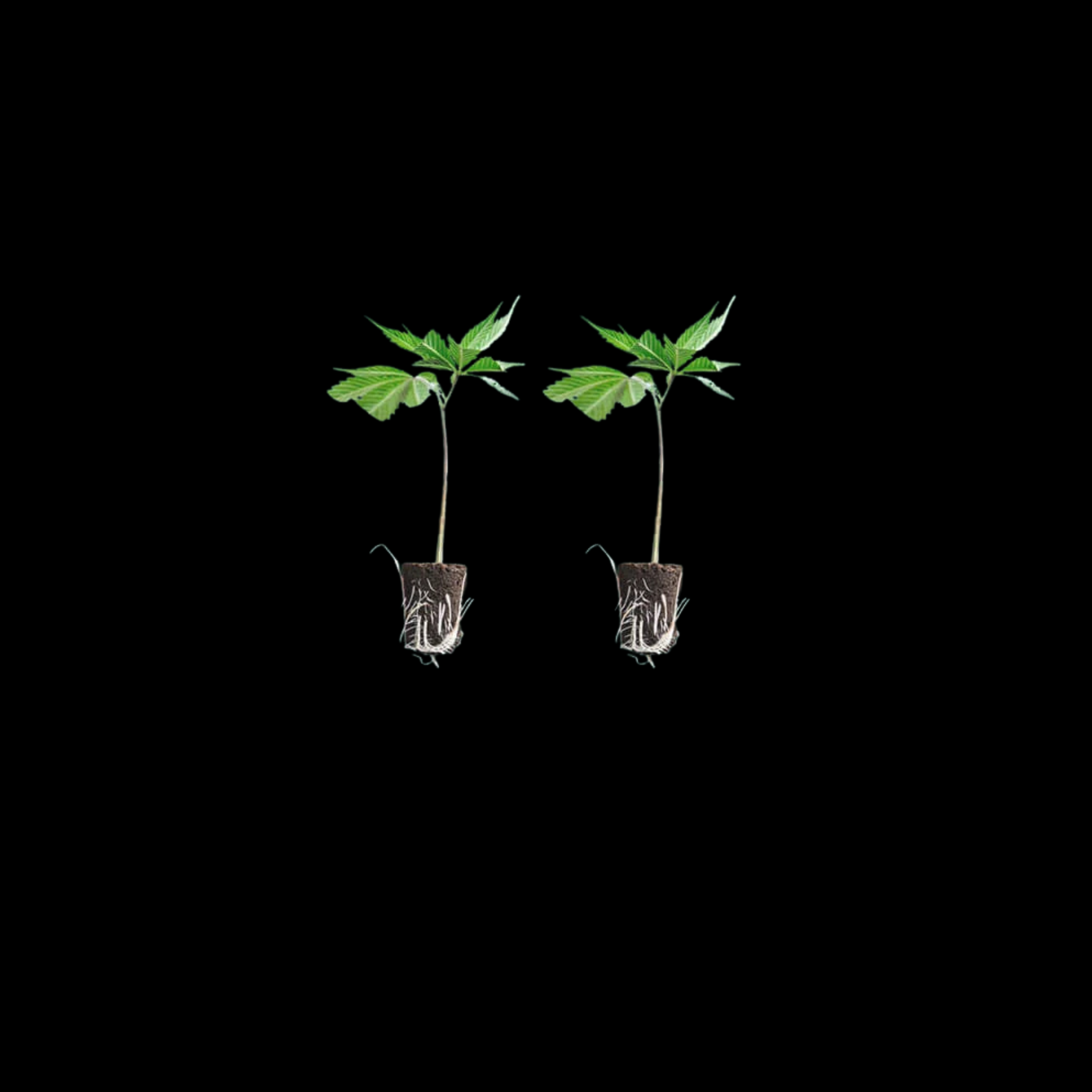 Bulk Buy Clones