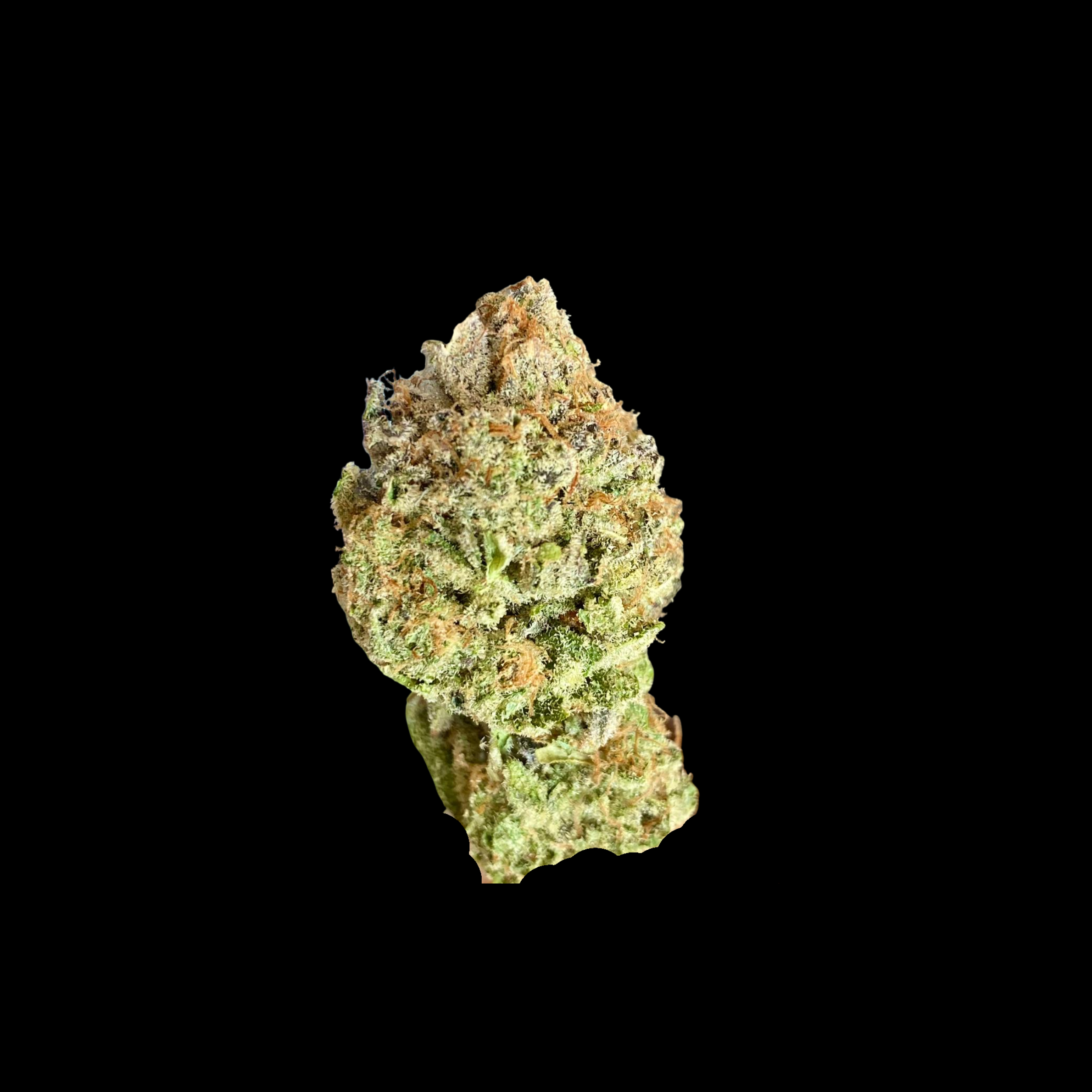 Disco Rose 100g Deal